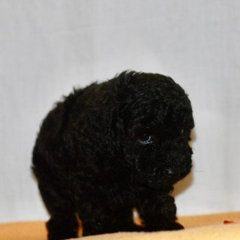 chiot Caniche Noire Fem 2 Elevage zadatis  caniche  et staffie