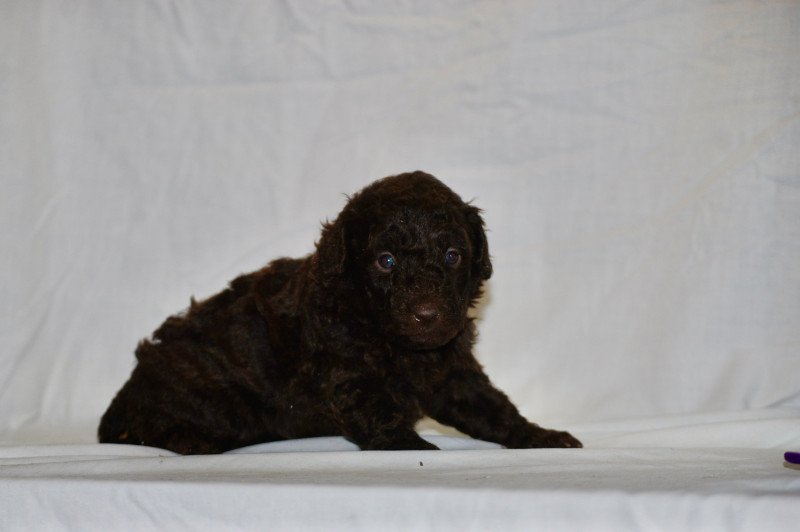 ZADATIS Fem 2 praline violet Femelle Caniche