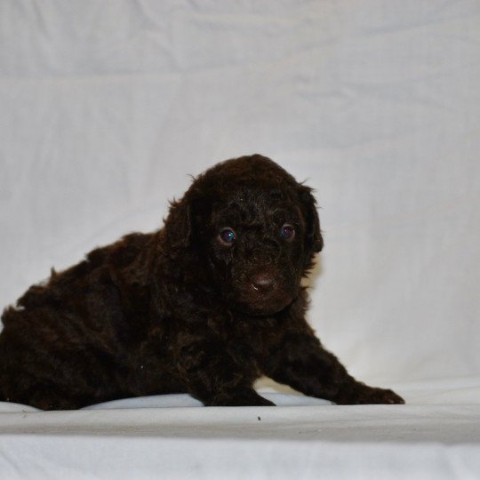 chiot Caniche Chocolat Fem 2 Elevage zadatis  caniche  et staffie