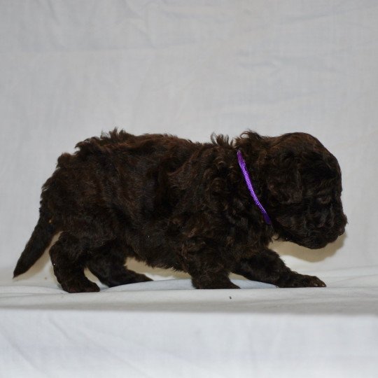 chiot Caniche Chocolat Fem 2 Elevage zadatis  caniche  et staffie