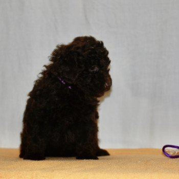 chiot Caniche Chocolat Fem 2 praline violet Elevage zadatis  caniche  et staffie