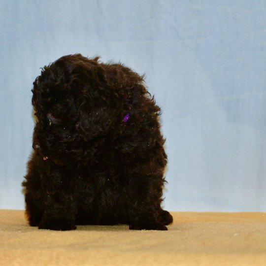 chiot Caniche Chocolat Fem 2 praline violet Elevage zadatis  caniche  et staffie