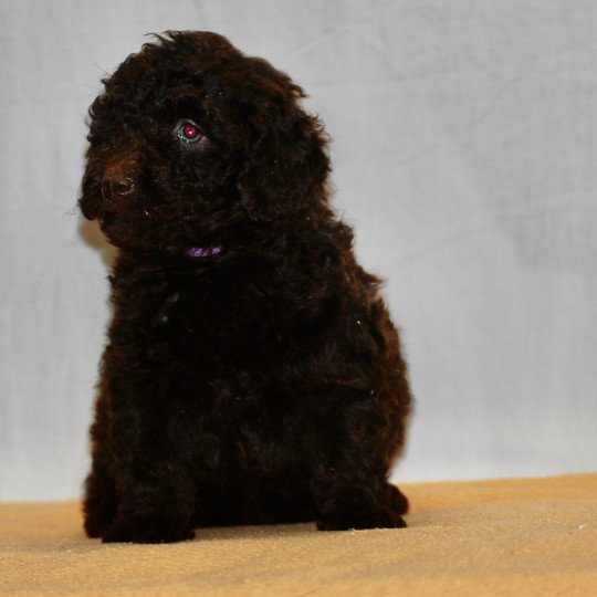 chiot Caniche Chocolat Fem 2 praline violet Elevage zadatis  caniche  et staffie