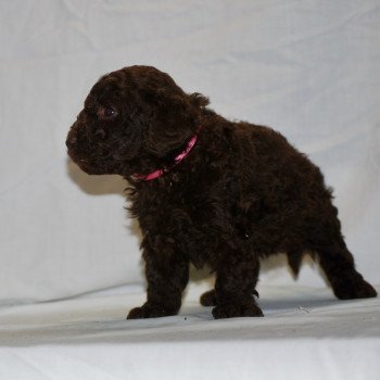 chiot Caniche Chocolat Fem 3 Elevage zadatis  caniche  et staffie