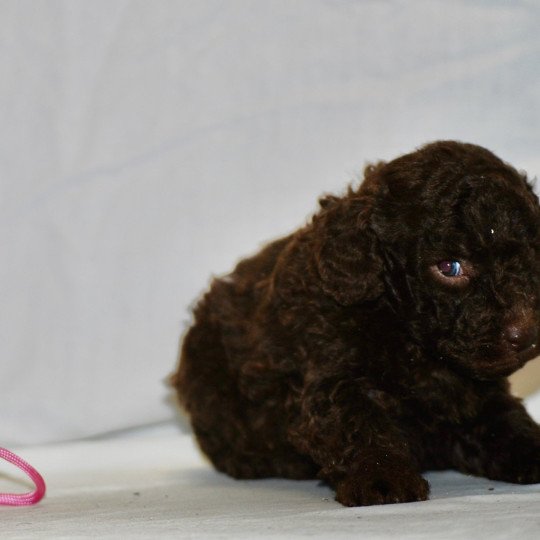 chiot Caniche Chocolat Fem 3 Elevage zadatis  caniche  et staffie