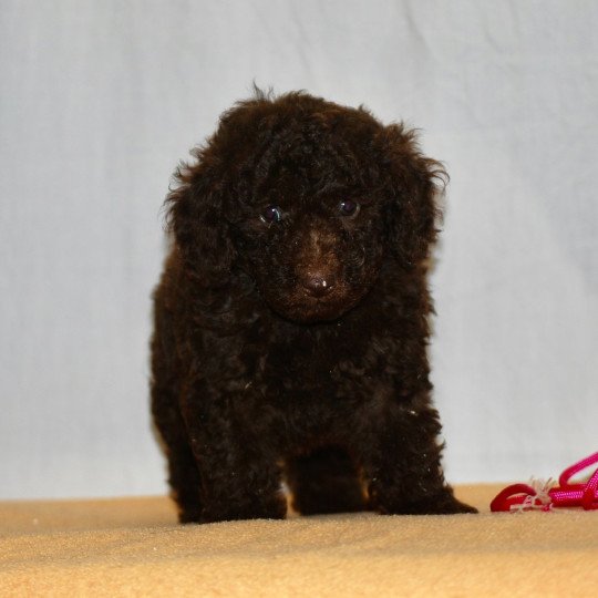 chiot Caniche Chocolat Fem 3 Elevage zadatis  caniche  et staffie