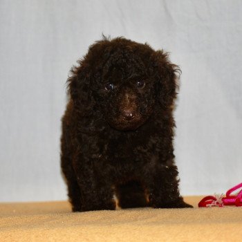 chiot Caniche Chocolat Fem 3 Elevage zadatis  caniche  et staffie