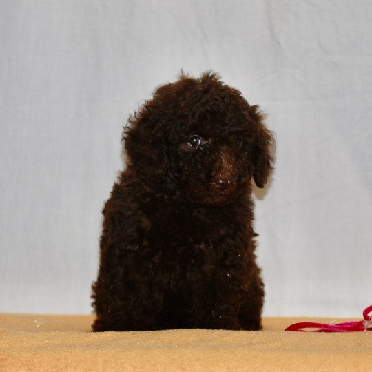 chiot Caniche Chocolat Fem 3 Elevage zadatis  caniche  et staffie