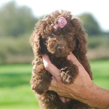 chiot Caniche Chocolat Fem 3 col rose Elevage zadatis  caniche  et staffie