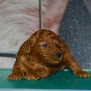 chiot Caniche Fauve Fem 3 Elevage zadatis  caniche  et staffie