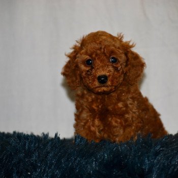 chiot Caniche Fauve V’. HAZEL Elevage zadatis  caniche  et staffie