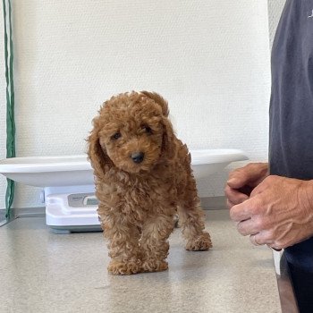 chiot Caniche Fauve VITA Fem fauve or F2 J Elevage zadatis caniche et staffie chiot Caniche Fauve VITA Fem fauve or F2 J Elevage zadatis caniche et staffie