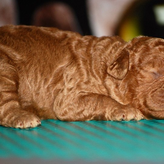 chiot Caniche Fauve Fem fauve or VF3 Elevage zadatis  caniche  et staffie