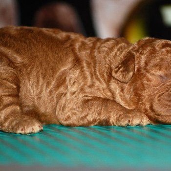 chiot Caniche Fauve Fem fauve or VF3 Elevage zadatis caniche et staffie chiot Caniche Fauve Fem fauve or VF3 Elevage zadatis caniche et staffie
