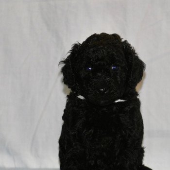 chiot Caniche Noire FemV3 Elevage zadatis  caniche  et staffie