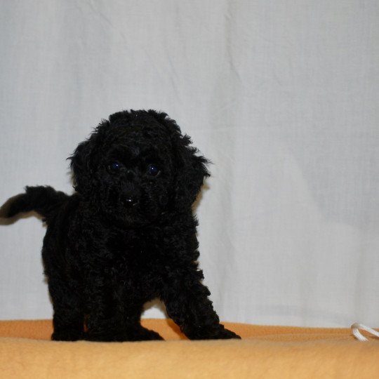 chiot Caniche Noire Vicky Elevage zadatis  caniche  et staffie