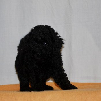 chiot Caniche Noire Vicky Elevage zadatis  caniche  et staffie