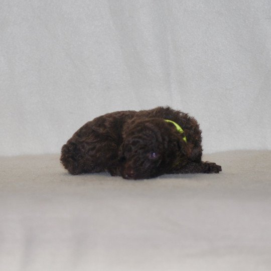 chiot Caniche Chocolat Jaune Elevage zadatis  caniche , teckel