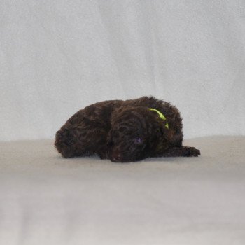 chiot Caniche Chocolat Jaune Elevage zadatis  caniche , teckel