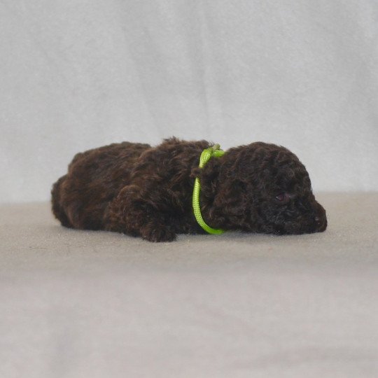 chiot Caniche Chocolat Jaune Elevage zadatis  caniche , teckel