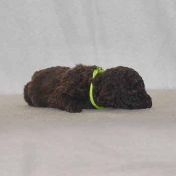 chiot Caniche Chocolat Jaune Elevage zadatis  caniche , teckel