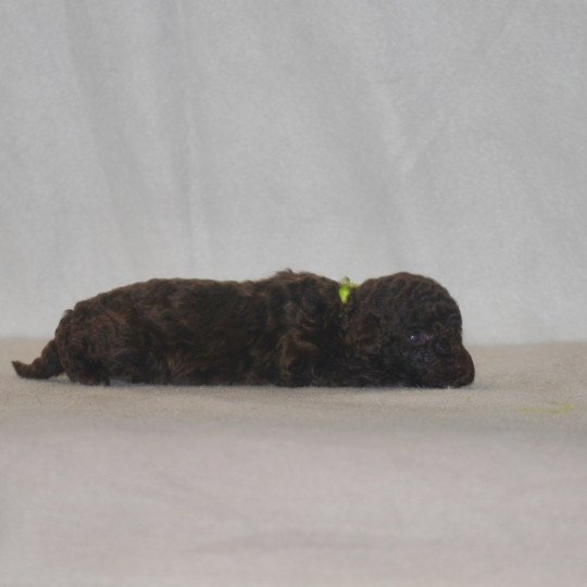 chiot Caniche Chocolat Jaune Elevage zadatis  caniche , teckel