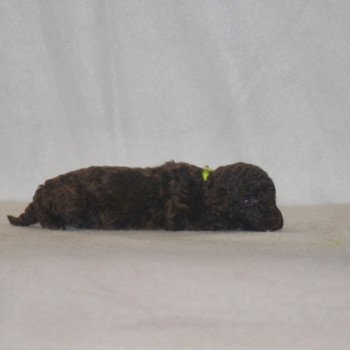 chiot Caniche Chocolat Jaune Elevage zadatis  caniche , teckel