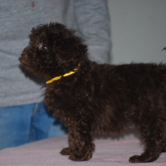 ZADATIS Jaune Femelle Caniche