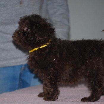 chiot Caniche Chocolat Jaune Elevage zadatis  caniche , teckel