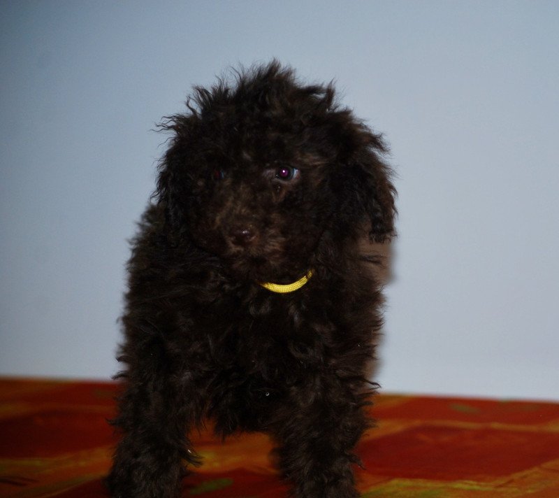 ZADATIS Alésia Femelle Caniche