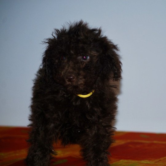 ZADATIS Alésia Femelle Caniche