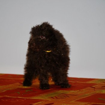 chiot Caniche Chocolat Alésia Elevage zadatis  caniche , teckel