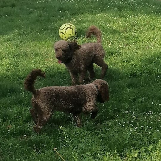 chien Caniche Ko Elevage zadatis  caniche  et staffie