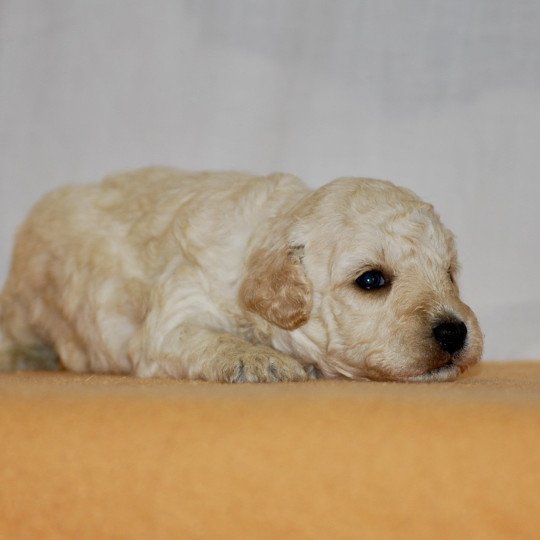 ZADATIS M1 blanc champagne Mâle Caniche