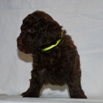 chiot Caniche Chocolat Mâle 1 praline vert fluo Elevage zadatis  caniche  et staffie