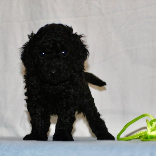 chiot Caniche Noire Femelle 4 Elevage zadatis  caniche  et staffie