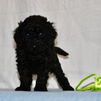 chiot Caniche Noire Femelle 4 Elevage zadatis  caniche  et staffie