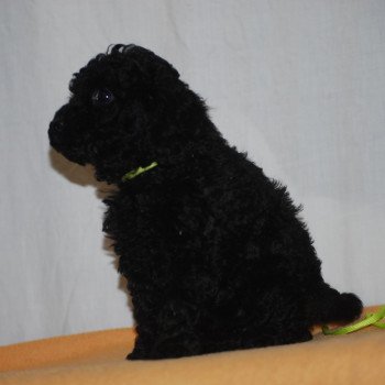 chiot Caniche Noire Femelle 4 Elevage zadatis  caniche  et staffie