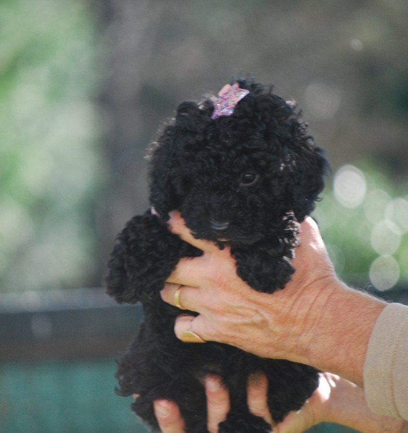 ZADATIS Vérone col violet Femelle Caniche