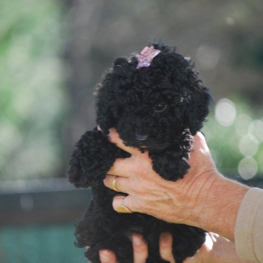 ZADATIS Vérone col violet Femelle Caniche