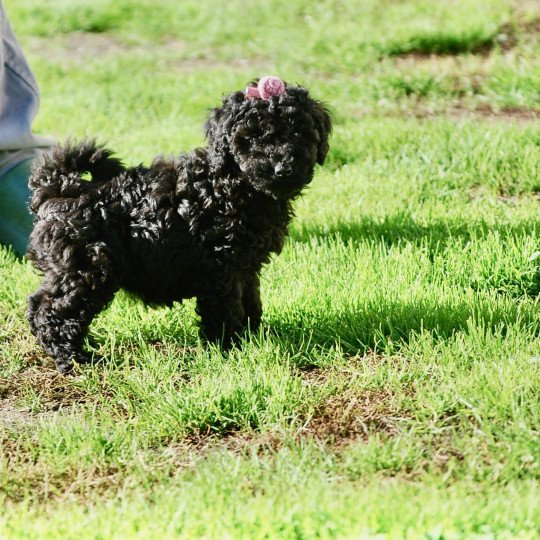 chiot Caniche Noir Vérone F5colviolet Elevage zadatis  caniche  et staffie