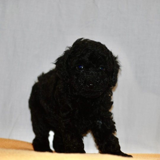 chiot Caniche Noir VIC Elevage zadatis  caniche  et staffie