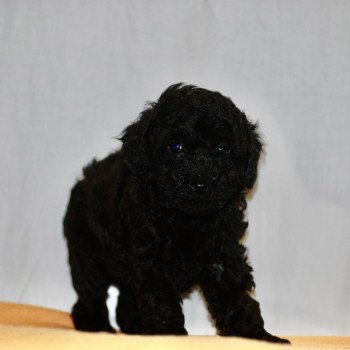 chiot Caniche Noir VIC Elevage zadatis  caniche  et staffie