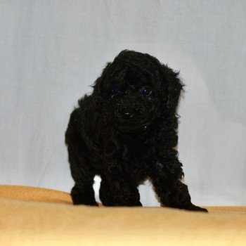 chiot Caniche Noir VIC Elevage zadatis  caniche  et staffie