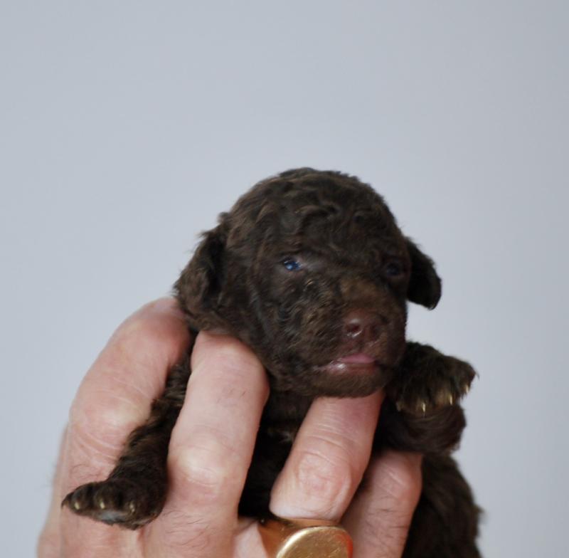 ZADATIS Nelly Femelle Caniche