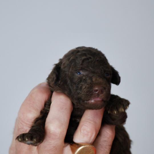 chiot Caniche Chocolat Nelly Elevage zadatis  caniche , teckel