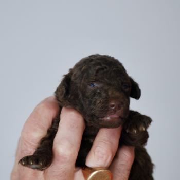 chiot Caniche Chocolat Nelly Elevage zadatis  caniche , teckel