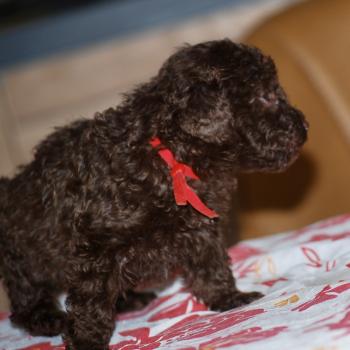 chiot Caniche Chocolat Nelly Elevage zadatis  caniche , teckel