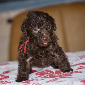chiot Caniche Chocolat Nelly Elevage zadatis  caniche , teckel