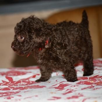 chiot Caniche Chocolat Nelly Elevage zadatis  caniche , teckel